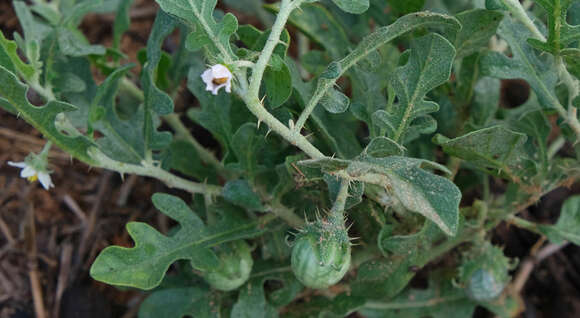 Image of <i>Solanum <i>supinum</i></i> var. supinum