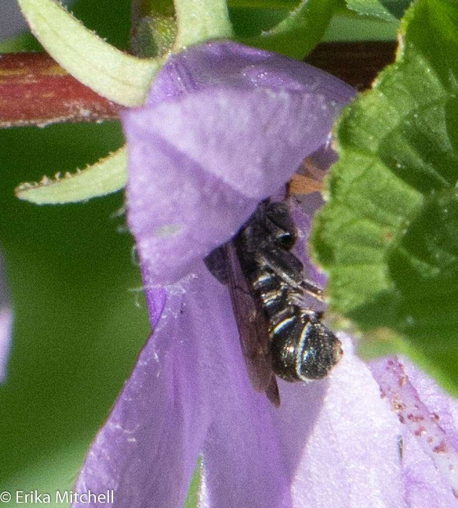 Image of Bellflower Resin Bee