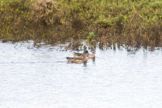 Image of American Wigeon