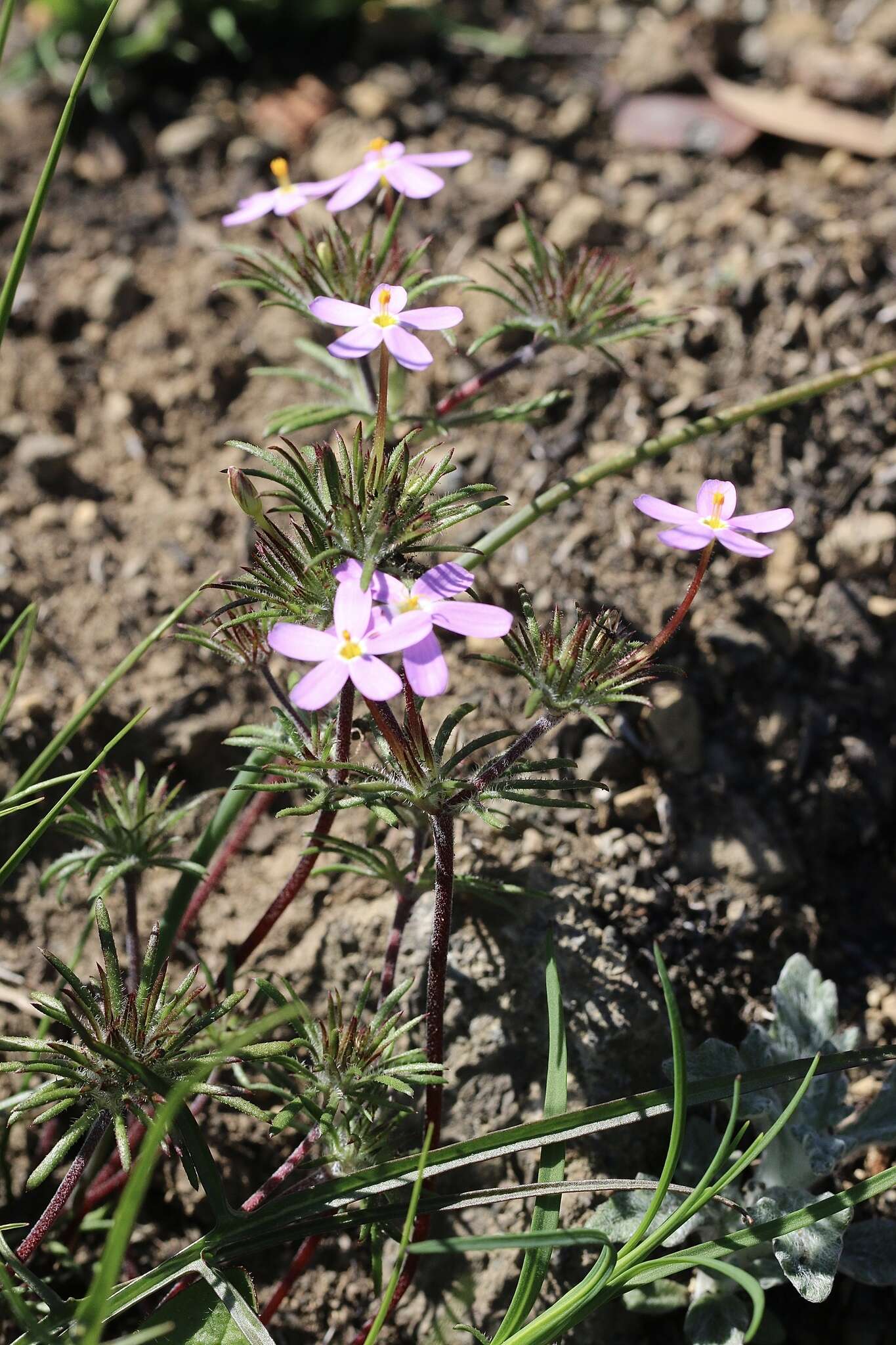 Image of Coast Range linanthus