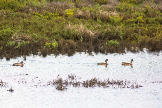 Image of American Wigeon