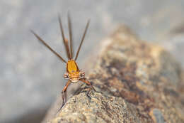 Image of Kubusi stream damsel