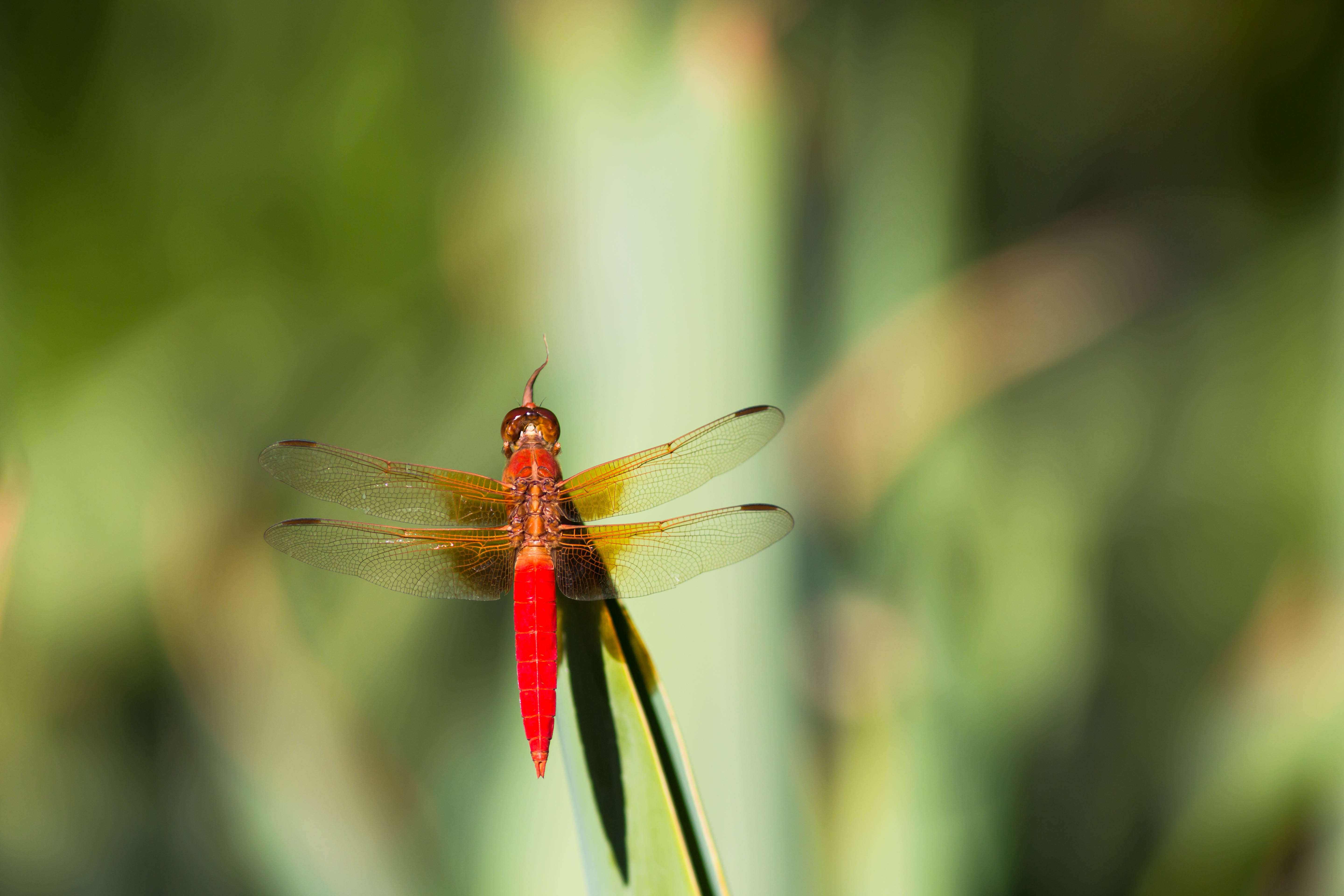 Image of Neon Skimmer