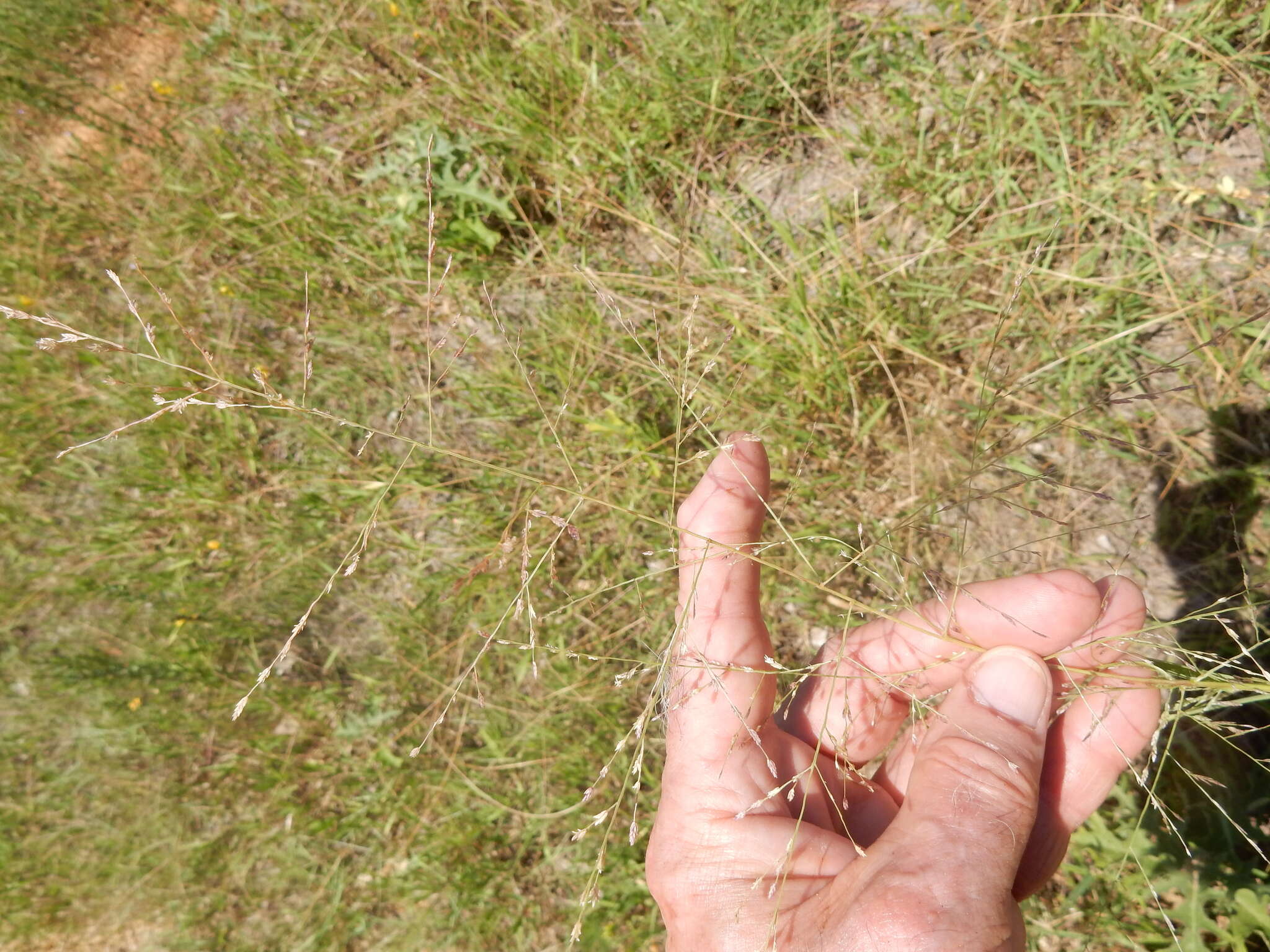 Image of tumble lovegrass