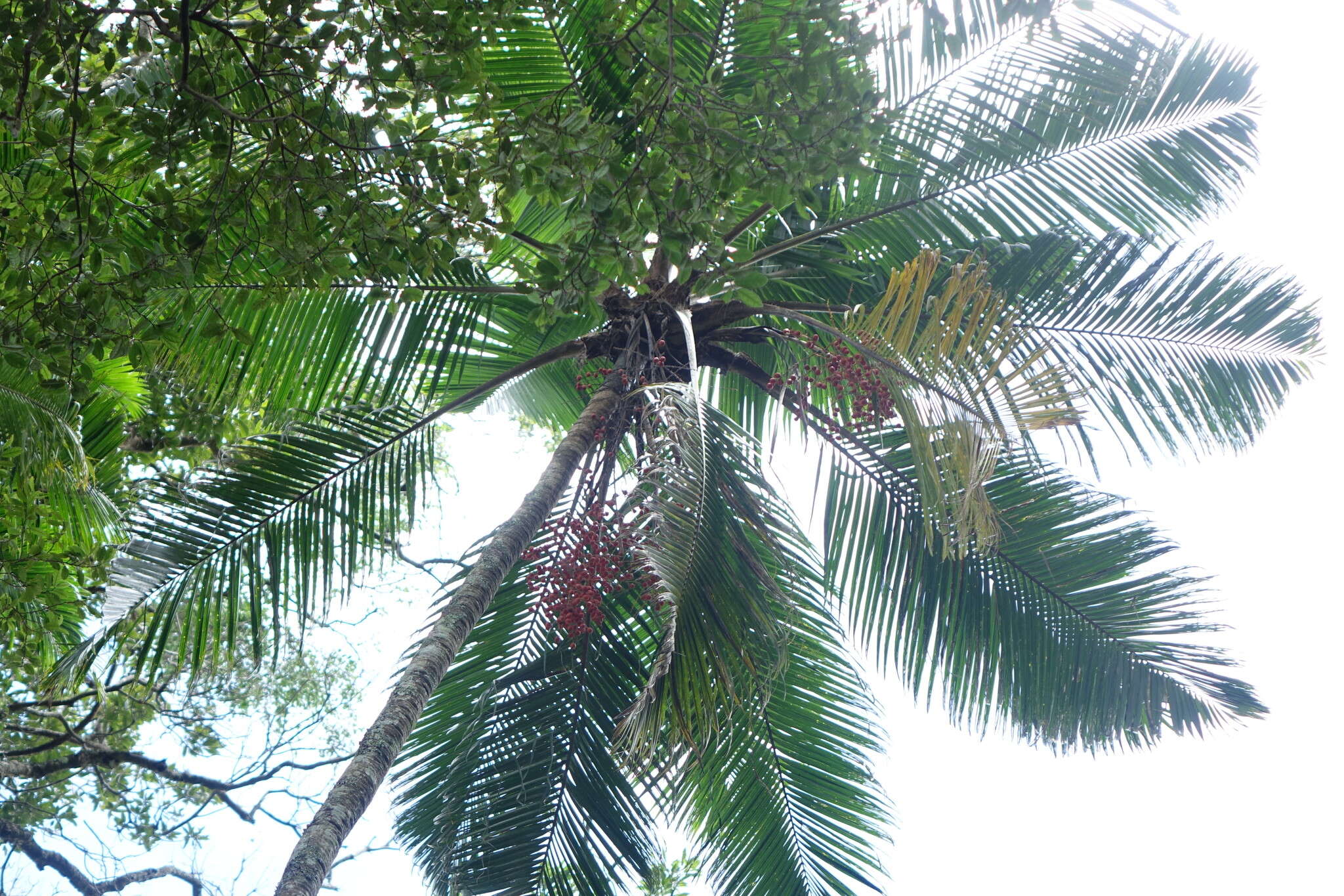 Image of Ravenea madagascariensis Becc.