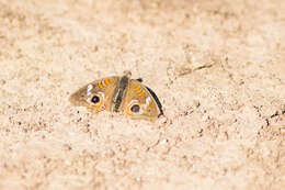 Image of Common buckeye