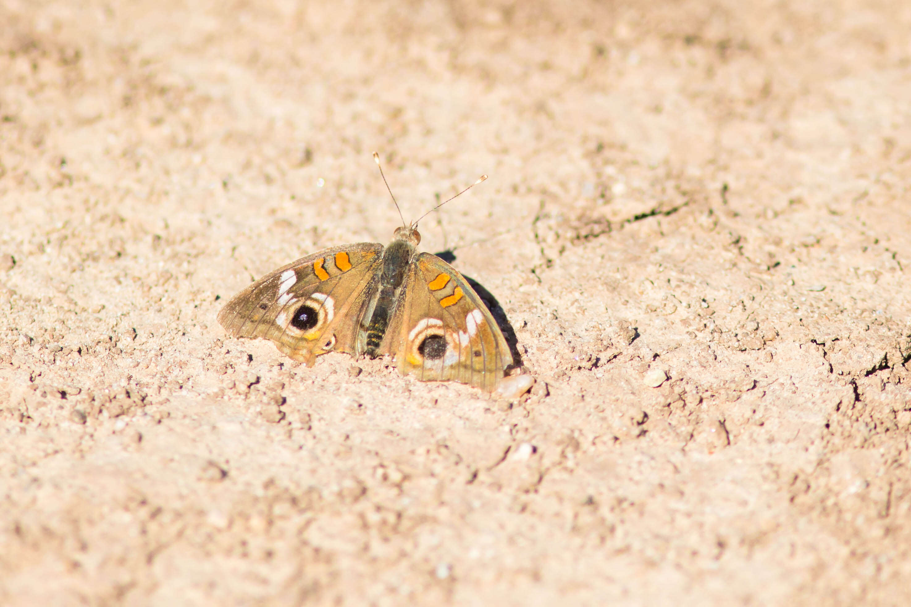 Image of Common buckeye