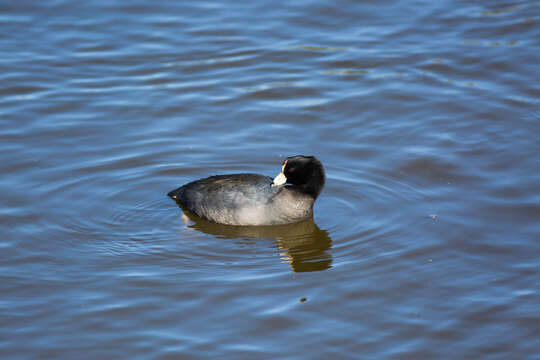 Image of Fulica Linnaeus 1758