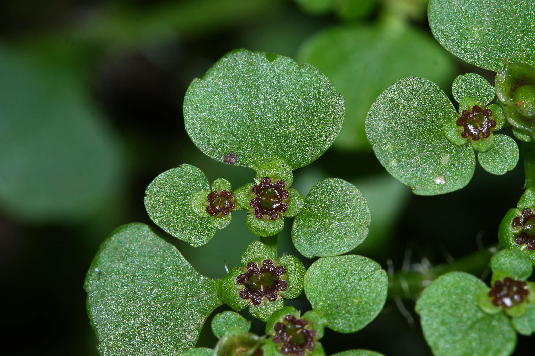 Chrysosplenium ramosum Maxim.的圖片