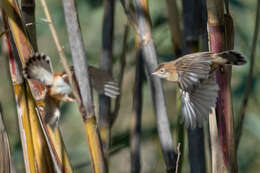 Image of Cisticola juncidis cisticola (Temminck 1820)