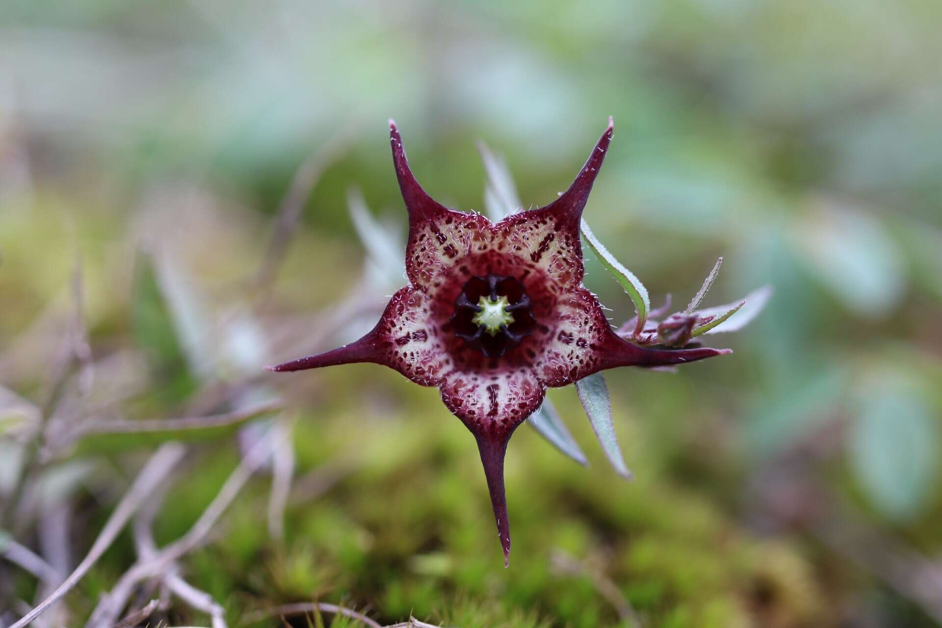 Image of Ceropegia australis (R. A. Dyer) Bruyns