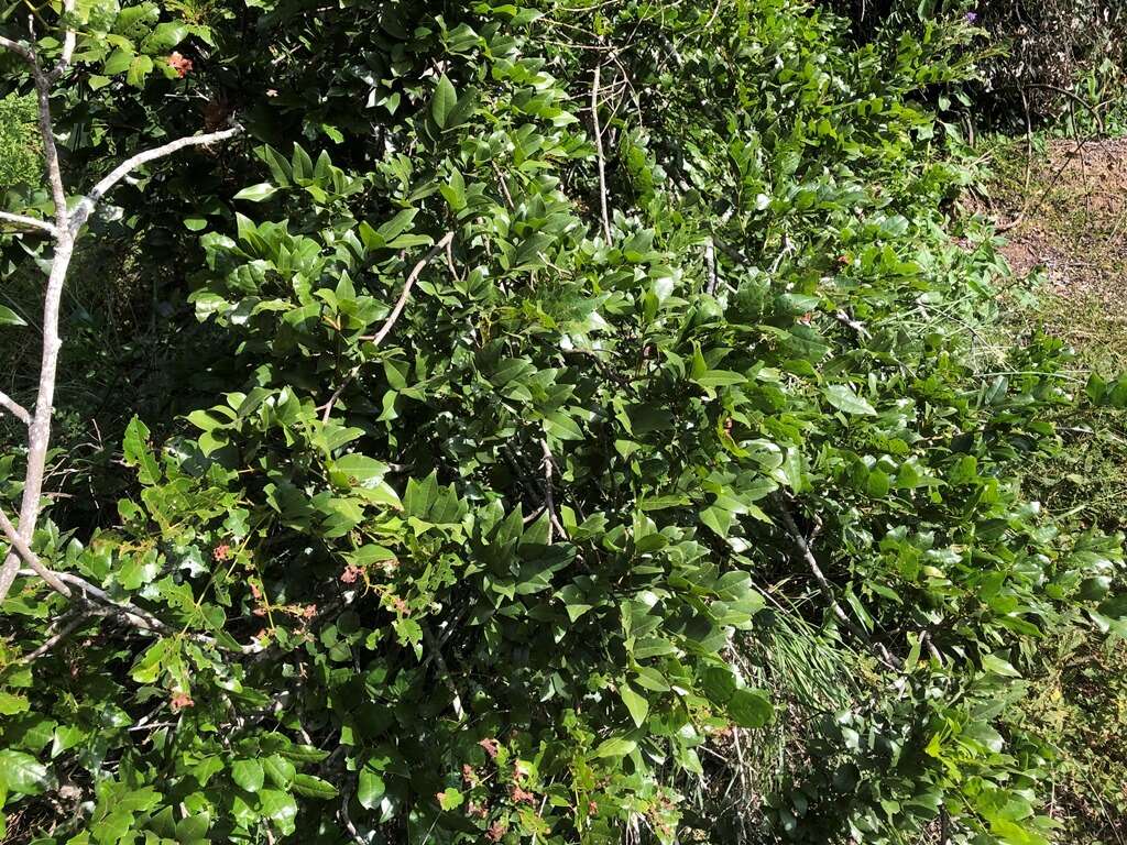 Plancia ëd Austrosteenisia blackii (F. Muell.) R. Geesink