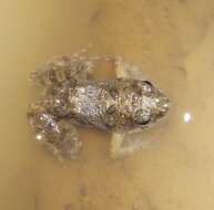 Image of Mababe river frog