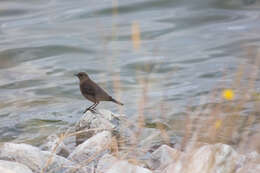 Image of Brown-headed Cowbird