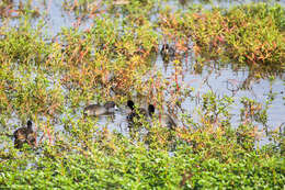 Image of Fulica Linnaeus 1758