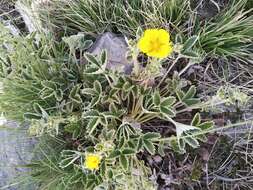 Image of Potentilla argyrophylla Wall.