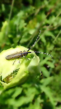 Image of Agapanthia (Epoptes) villosoviridescens (Degeer 1775)