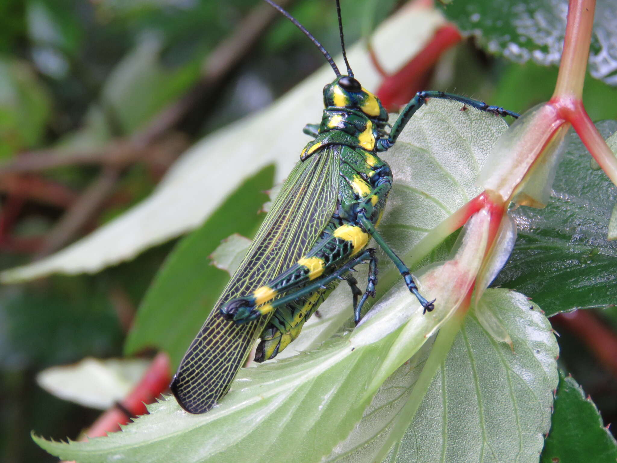 Image of Chromacris psittacus (Gerstaecker 1873)