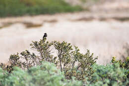 Image of Black Phoebe