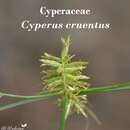 Слика од Cyperus cruentus Rottb.