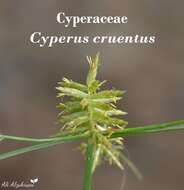 Слика од Cyperus cruentus Rottb.