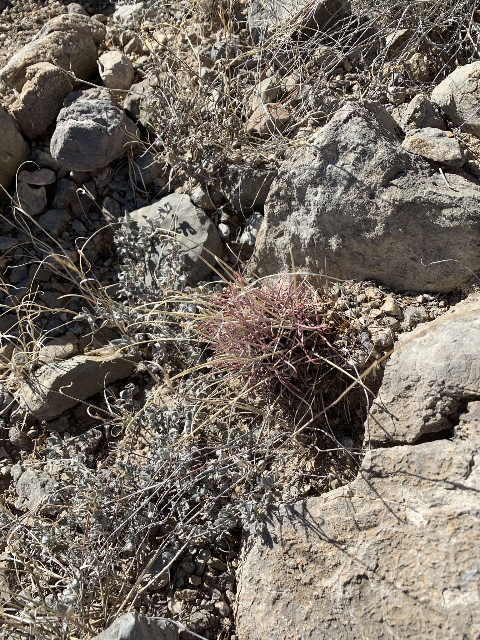 Image of Chihuahuan Fishhook Cactus