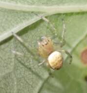 Image of Araniella opisthographa (Kulczyński 1905)