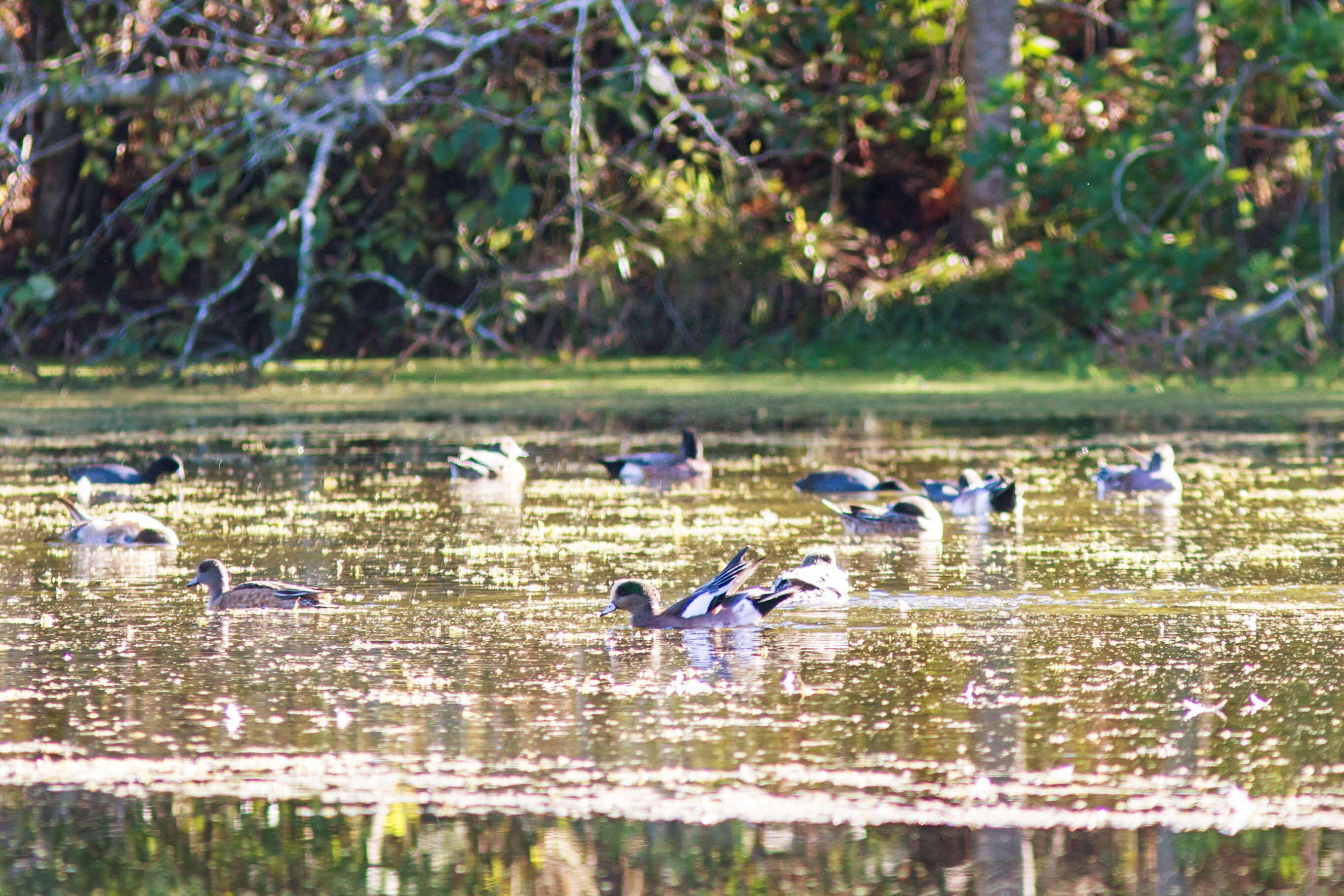 Image of American Wigeon