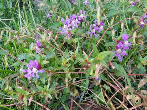 Image of creeping waxweed