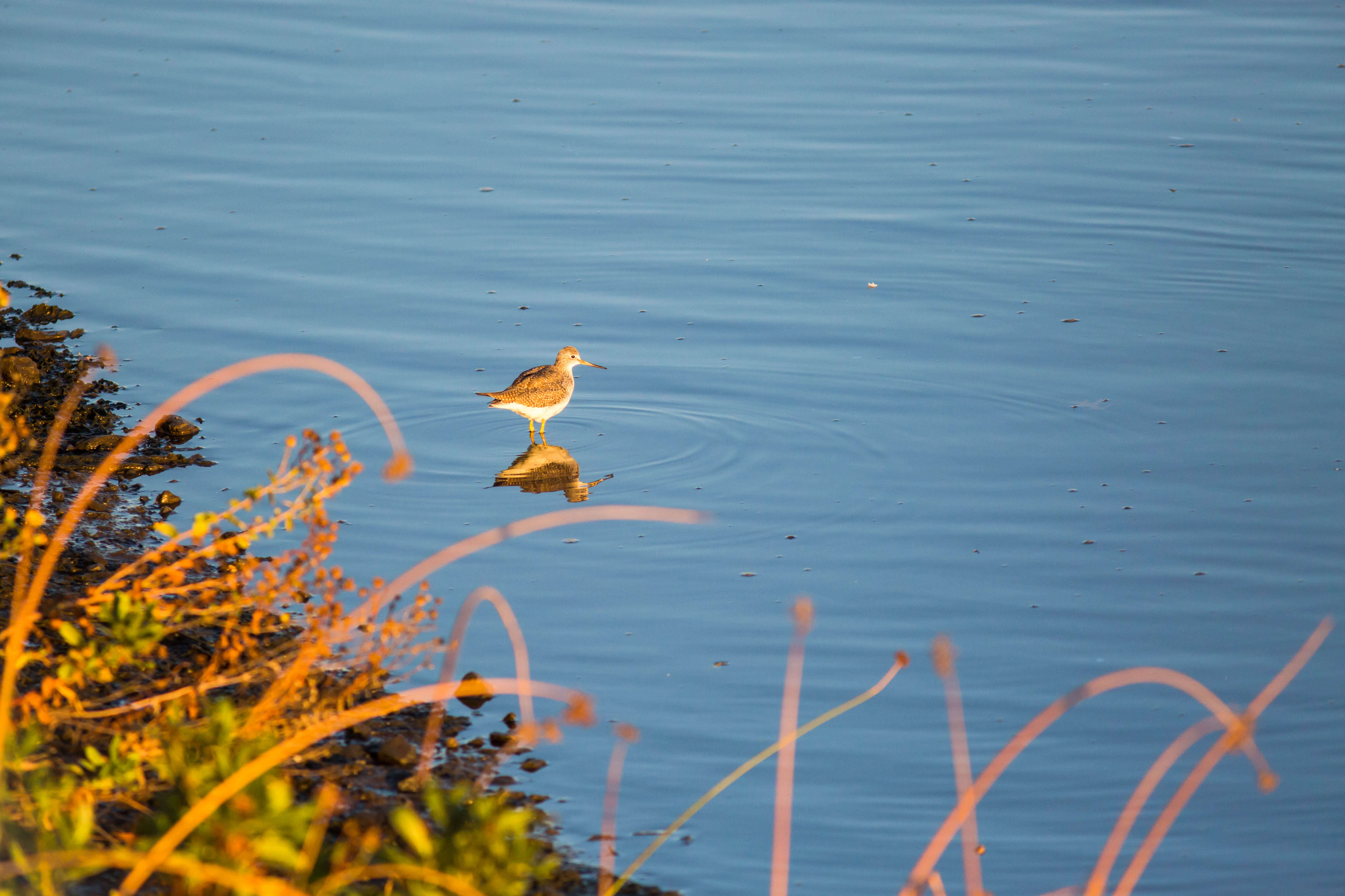 Image of Greater Yellowlegs