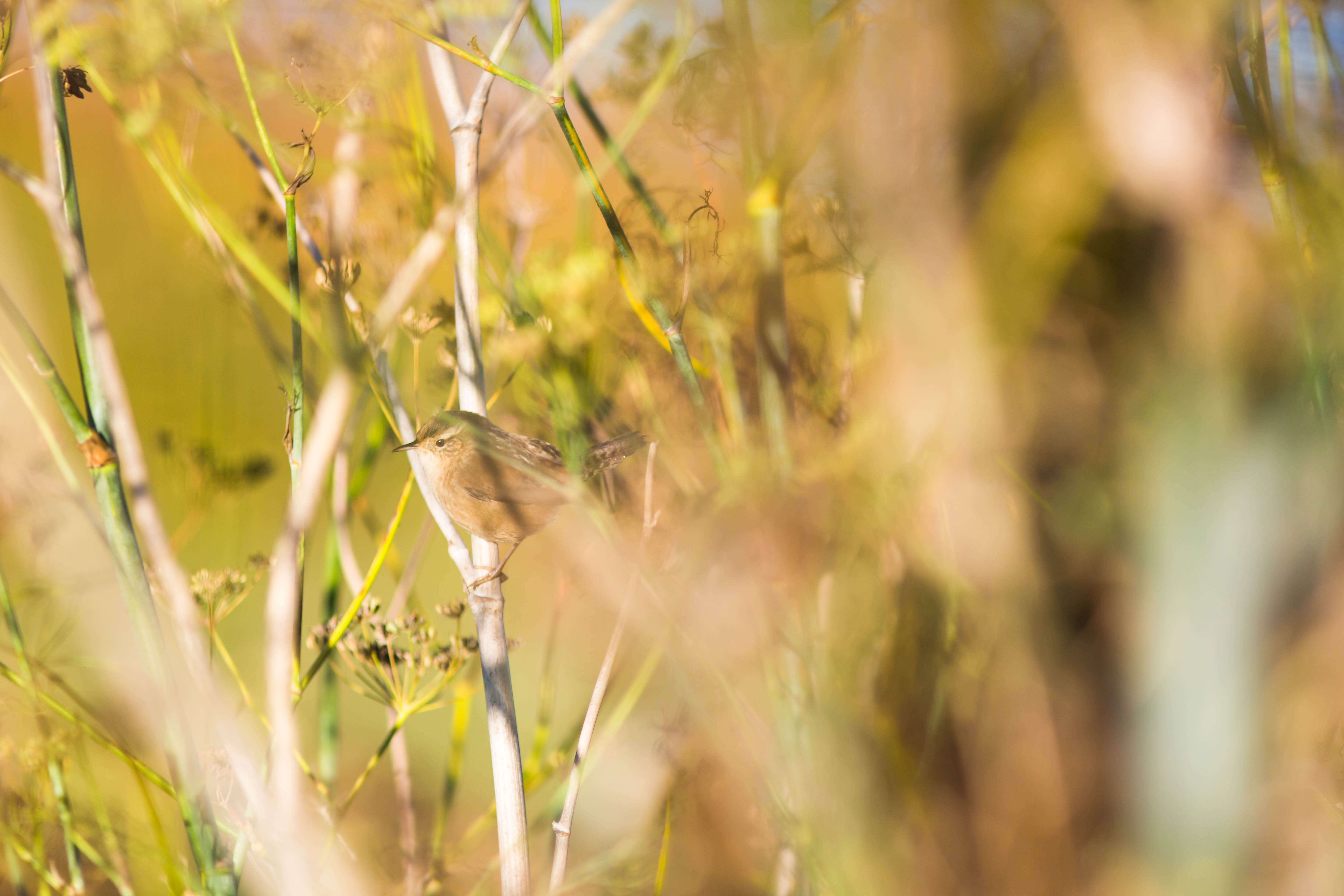 Image of Marsh Wren