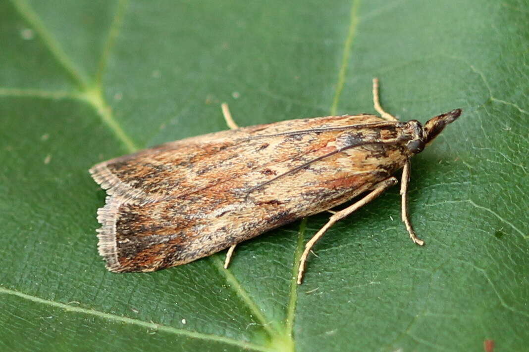 Hypochalcia propinquella Eversmann 1842的圖片