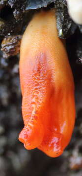 Image of Sea peach