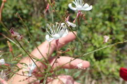 Image of Lindheimer's beeblossom