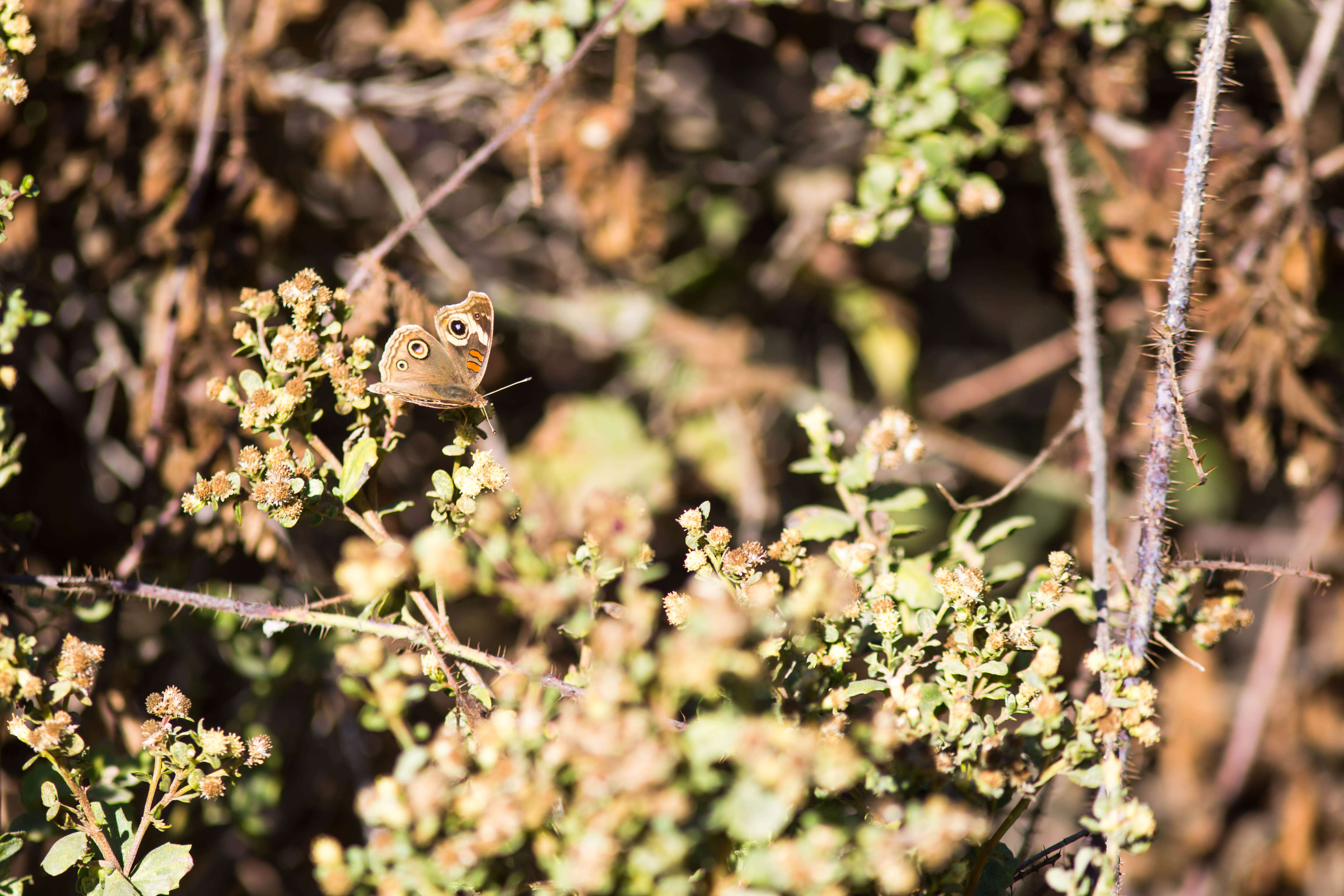 Image of Common buckeye