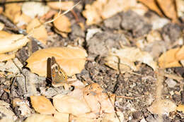 Image of Common buckeye