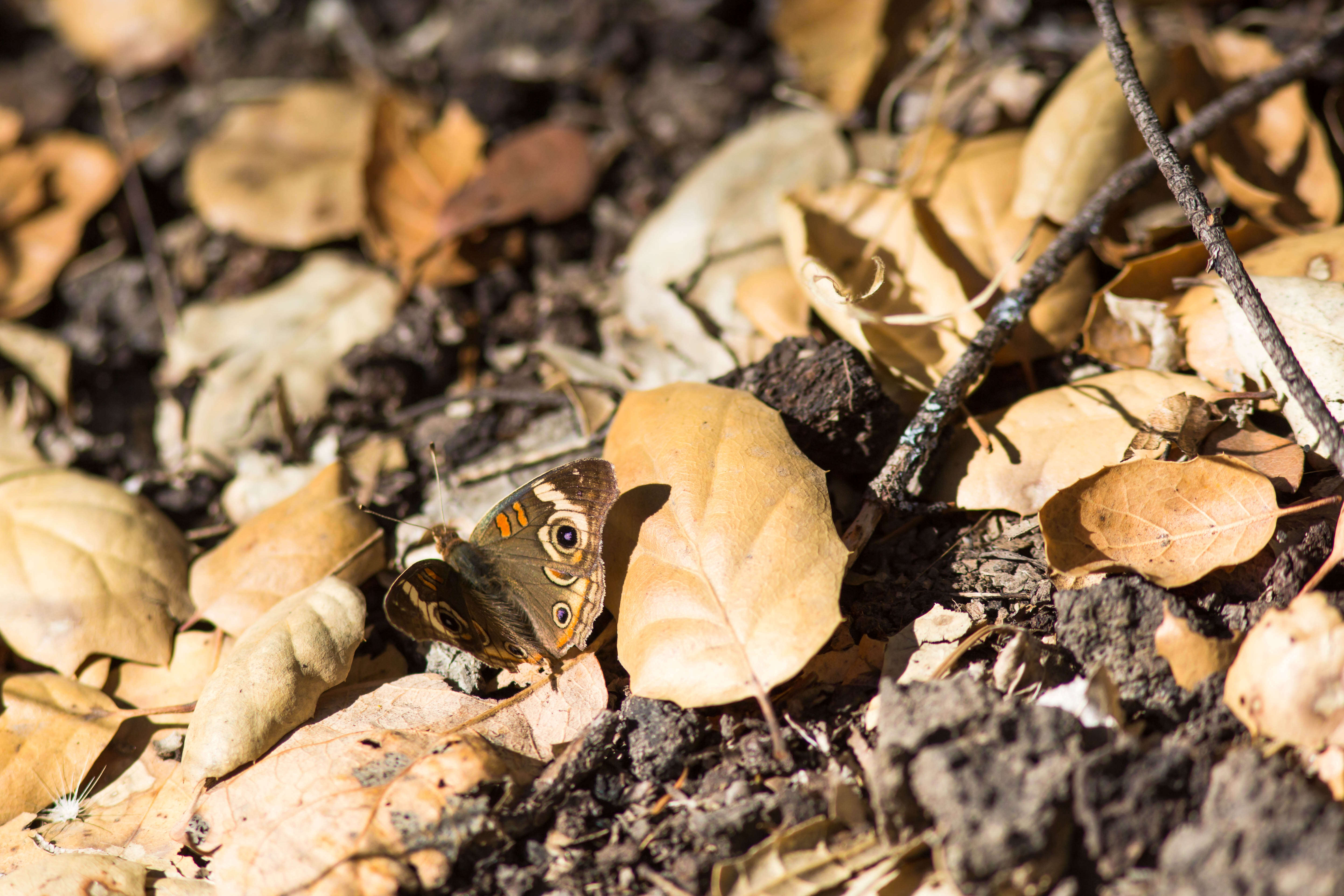 Image of Common buckeye