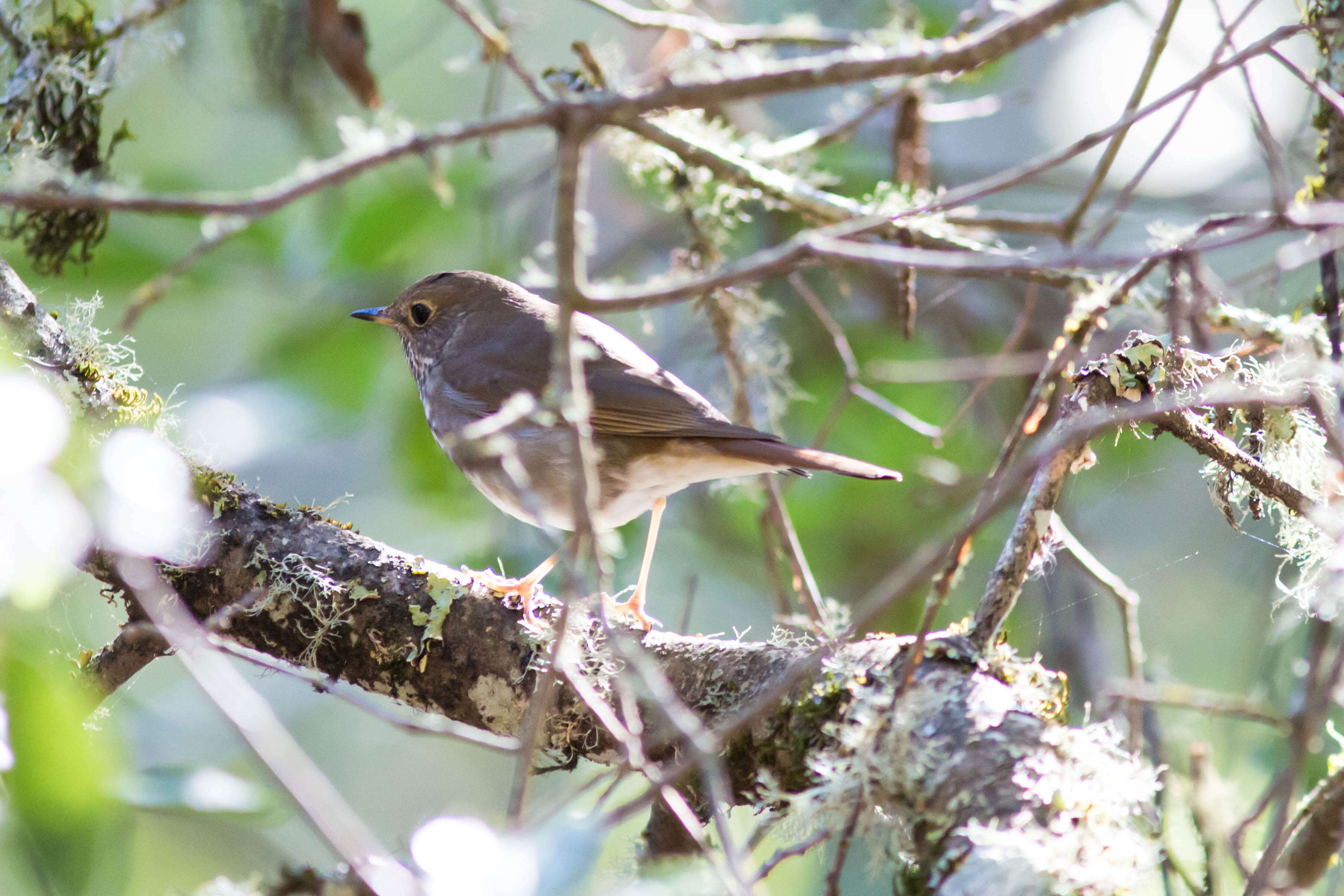 Image of Hermit Thrush