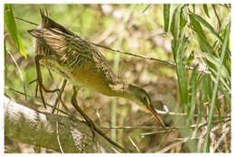 Image of Aztec Rail