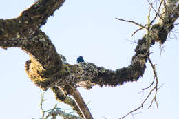 Image of Acorn Woodpecker