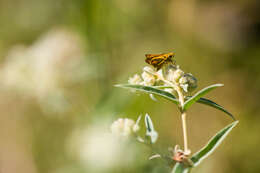 Image de Hylephila phyleus