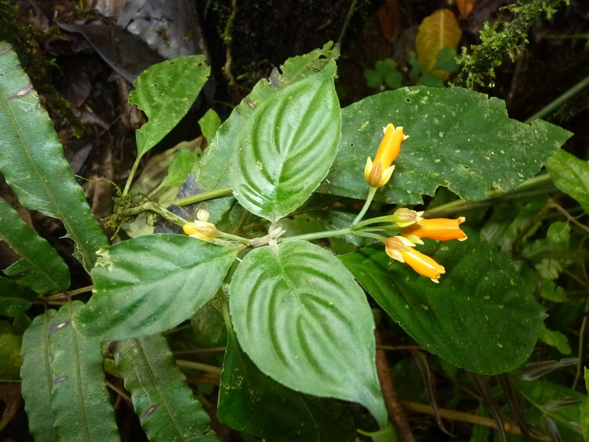 Image de Besleria laxiflora Benth.