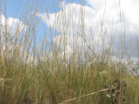 Image de Stipa tirsa Steven