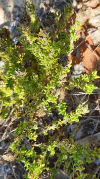 Image of Thymus carnosus Boiss.