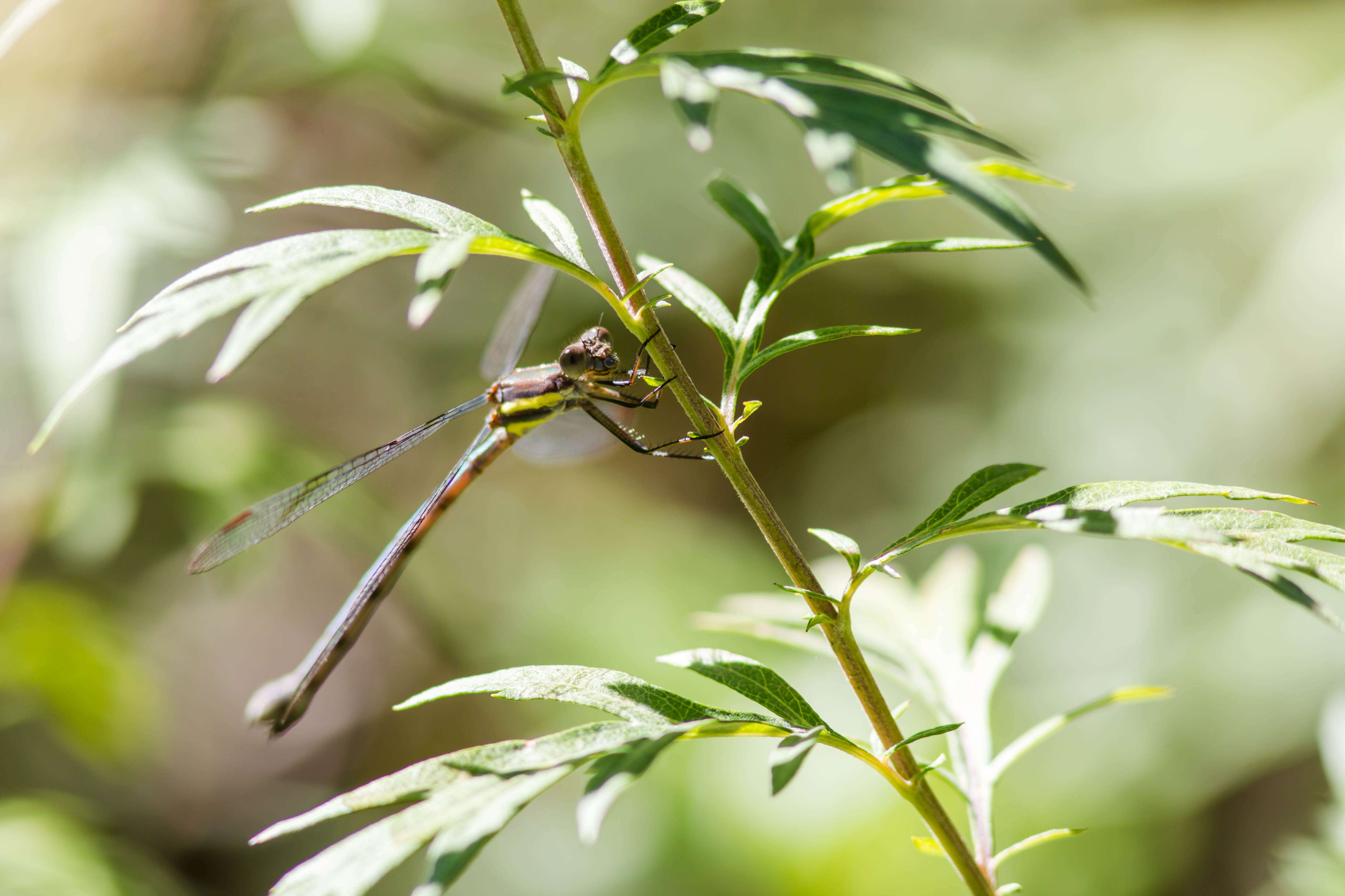 Image of Great Spreadwing