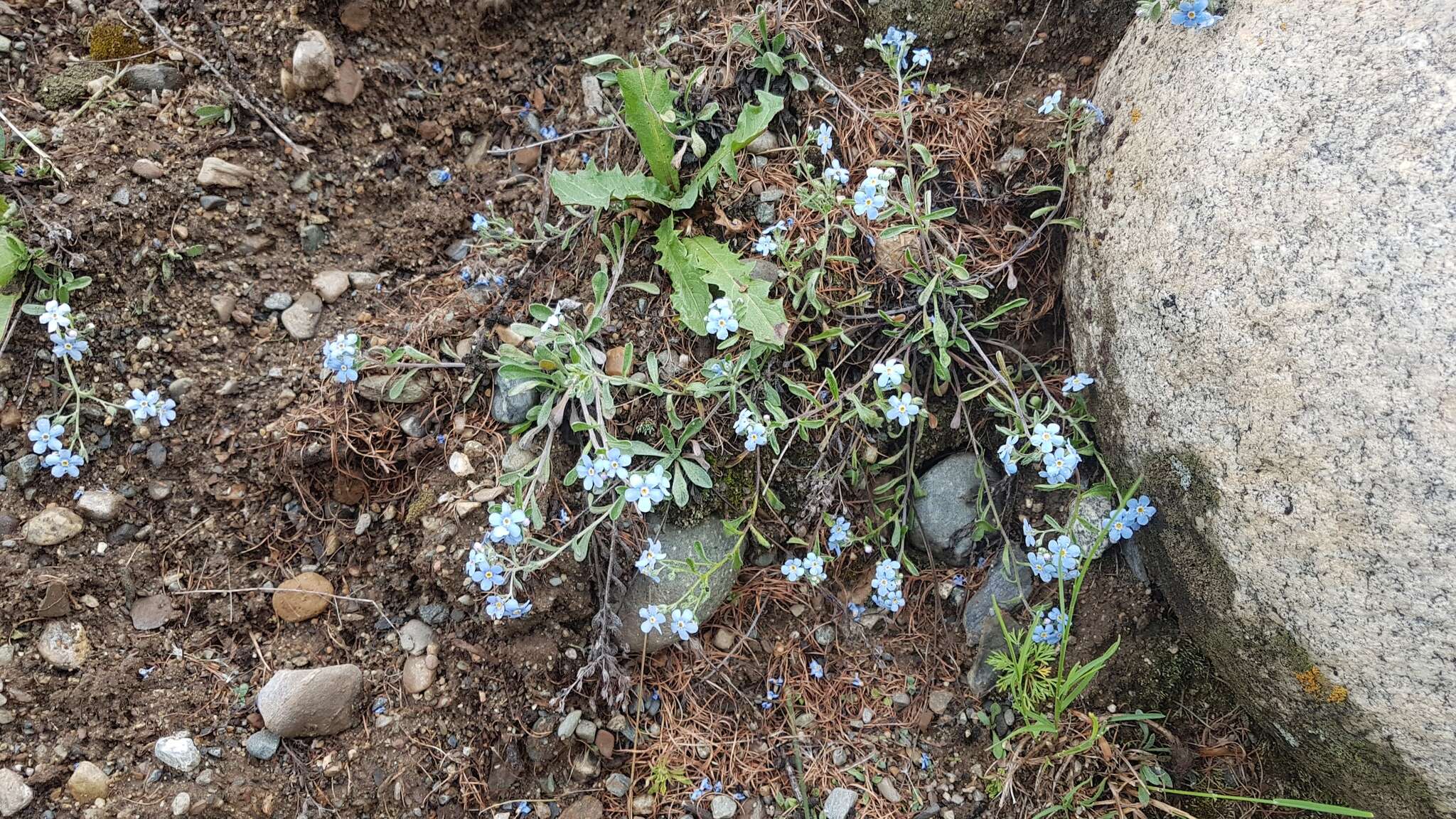 Plancia ëd Eritrichium rupestre (Pall. ex Georgi) Bunge