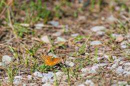 Image of Variegated Fritillary