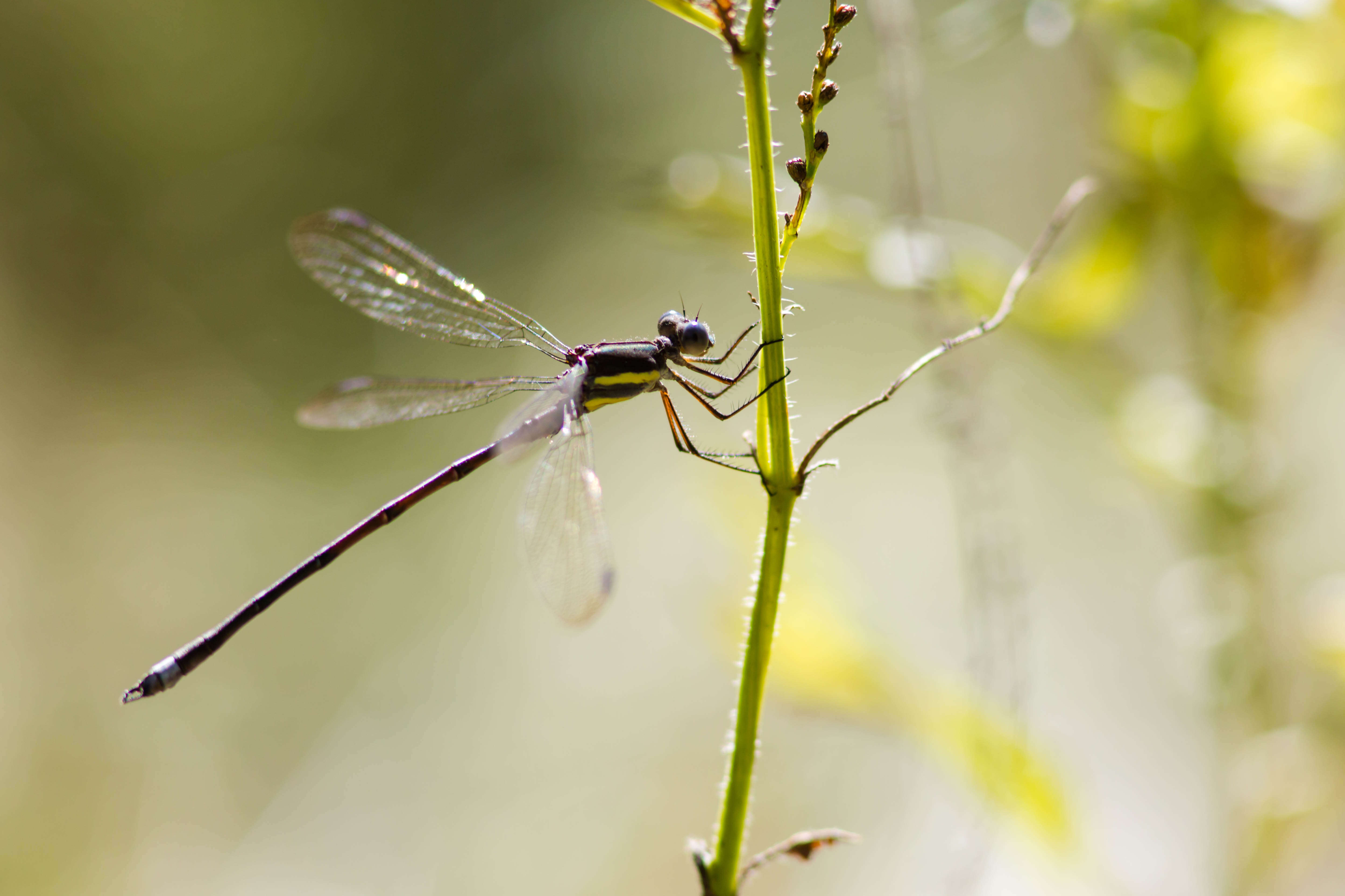 Image of Great Spreadwing