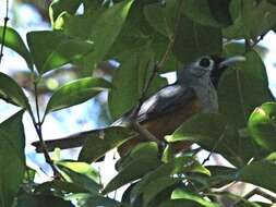 Image of Black-faced Monarch