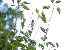 Image of Waxwing